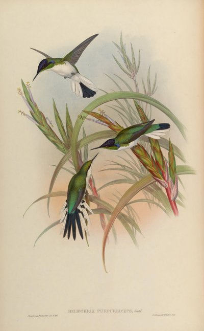 Heliothryx purpureiceps by John Gould